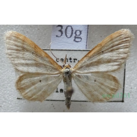 Idaea humiliata (Hufnagel, 1767) Krocznik pokorniak Czech30g